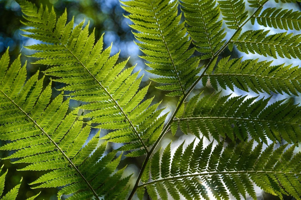 tree-fern